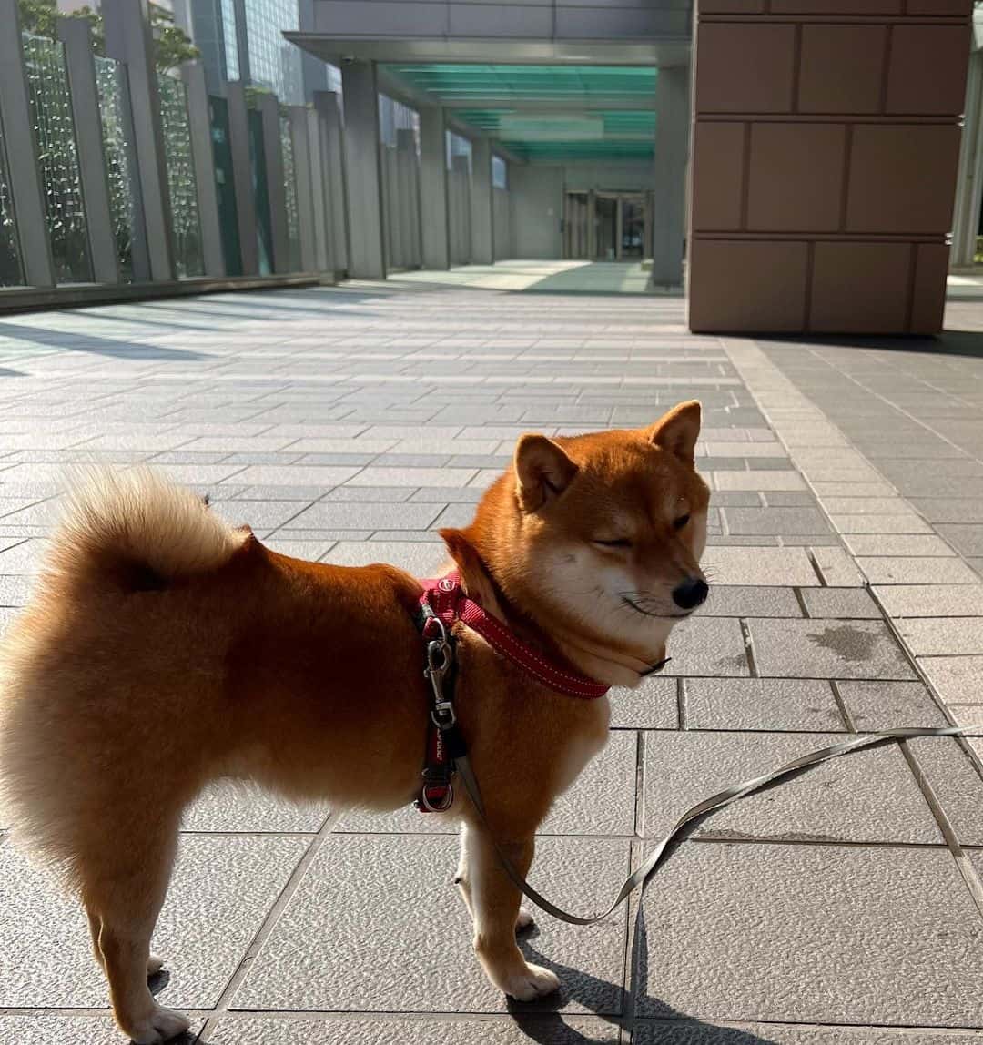 A Red Mame Shiba Inu standing outside