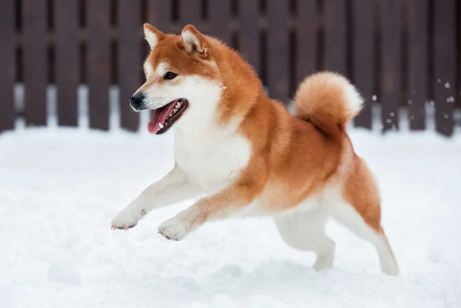 Akita playing in snow