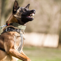 aggressive belgian malinois