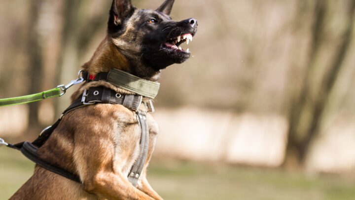 Are Belgian Malinois Aggressive? 11 Important Facts