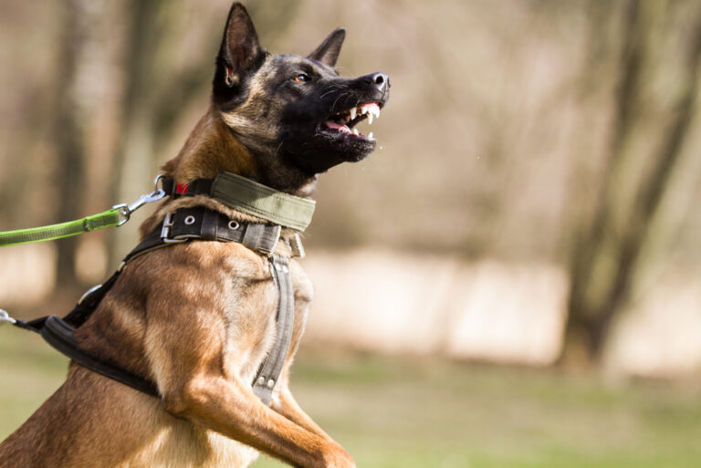 aggressive belgian malinois