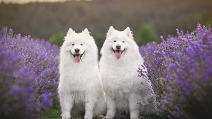 15+ Big Fluffy Dog Breeds That Are Made For Cuddling