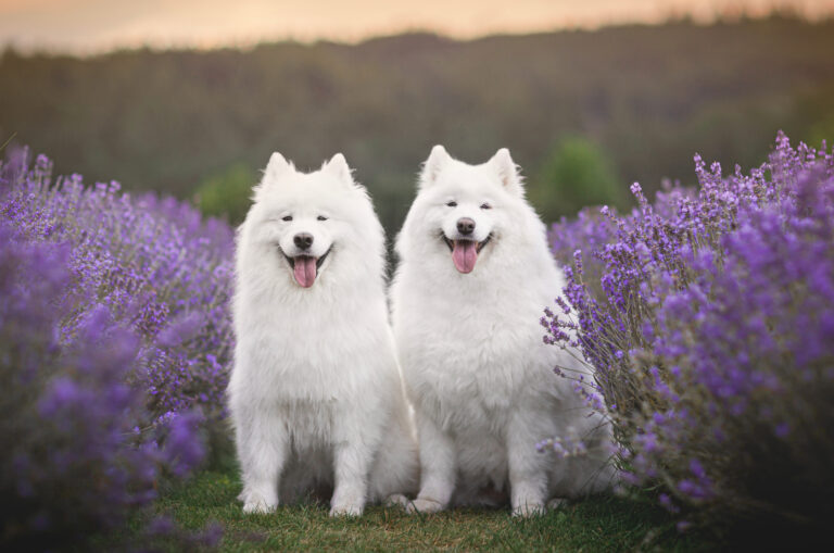 two samoyeds