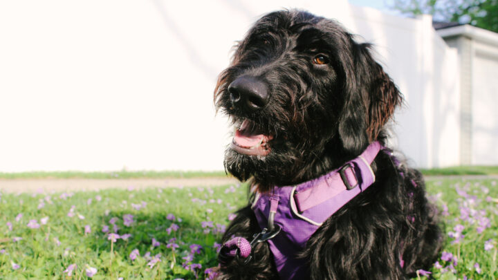 Black Goldendoodle 101 – Facts And Care