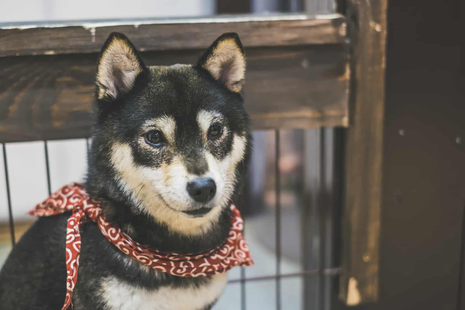 Black Mame Shiba Inu sitting 