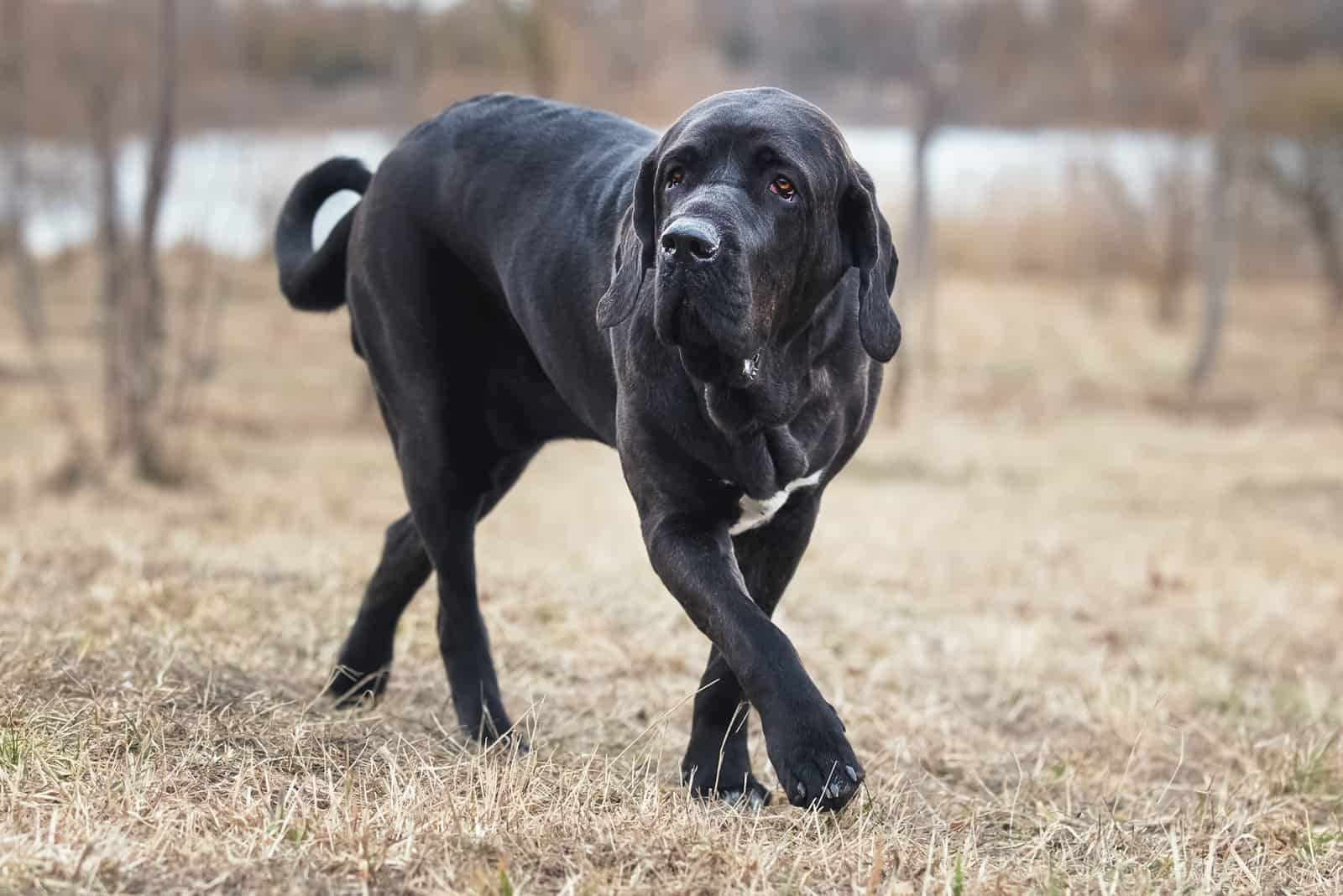 Brazilian Mastiff walking outside