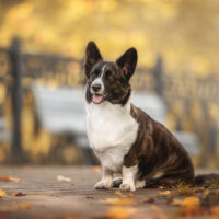 brindle corgi