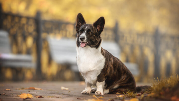 Brindle Corgi: Everything We Know About This Cuddly Creature!