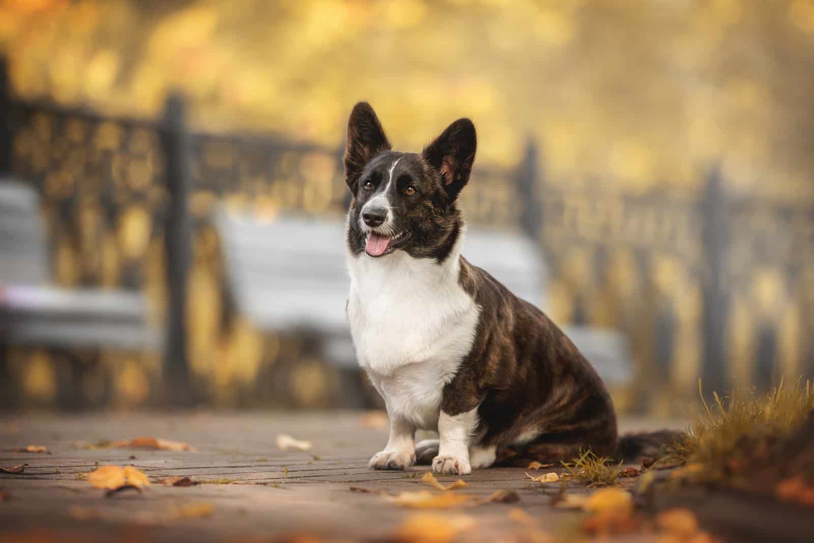 Brindle Corgi: 10+ Facts About These Cute Fluffy Friends