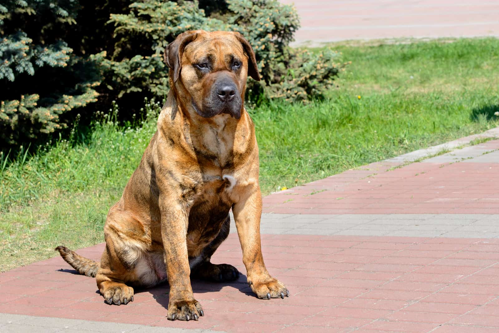 Canary Mastiff sitting outside