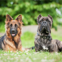 cane corso vs german shepherd