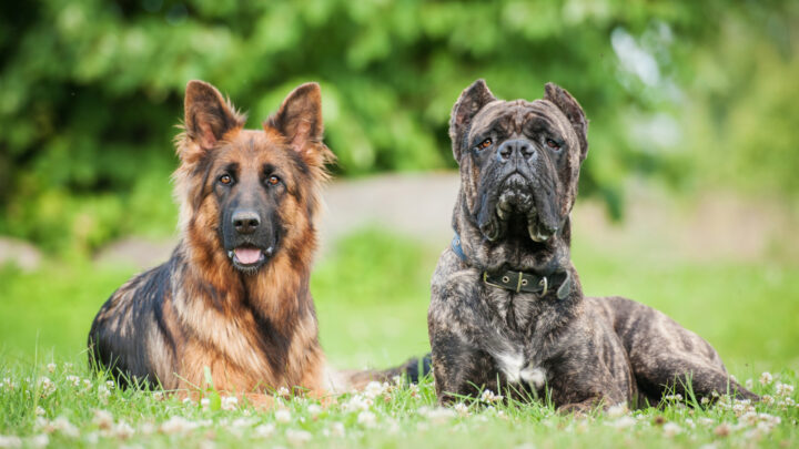 Cane Corso Vs German Shepherd: Who’s The Best Boy?