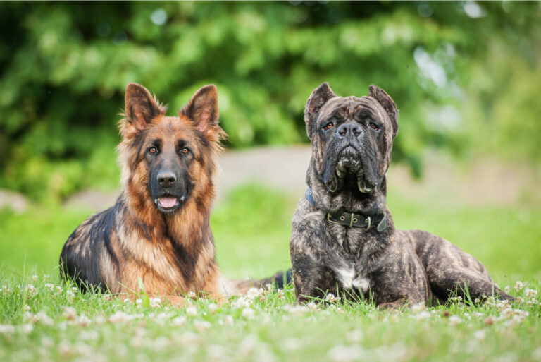 cane corso vs german shepherd