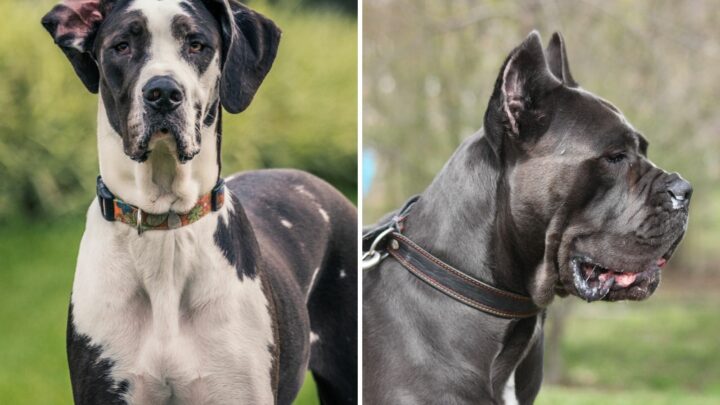 Cane Corso Vs Great Dane: Which One Is A Better Choice?