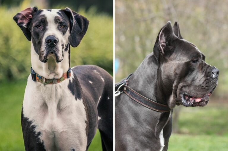 cane corso vs great dane comparison