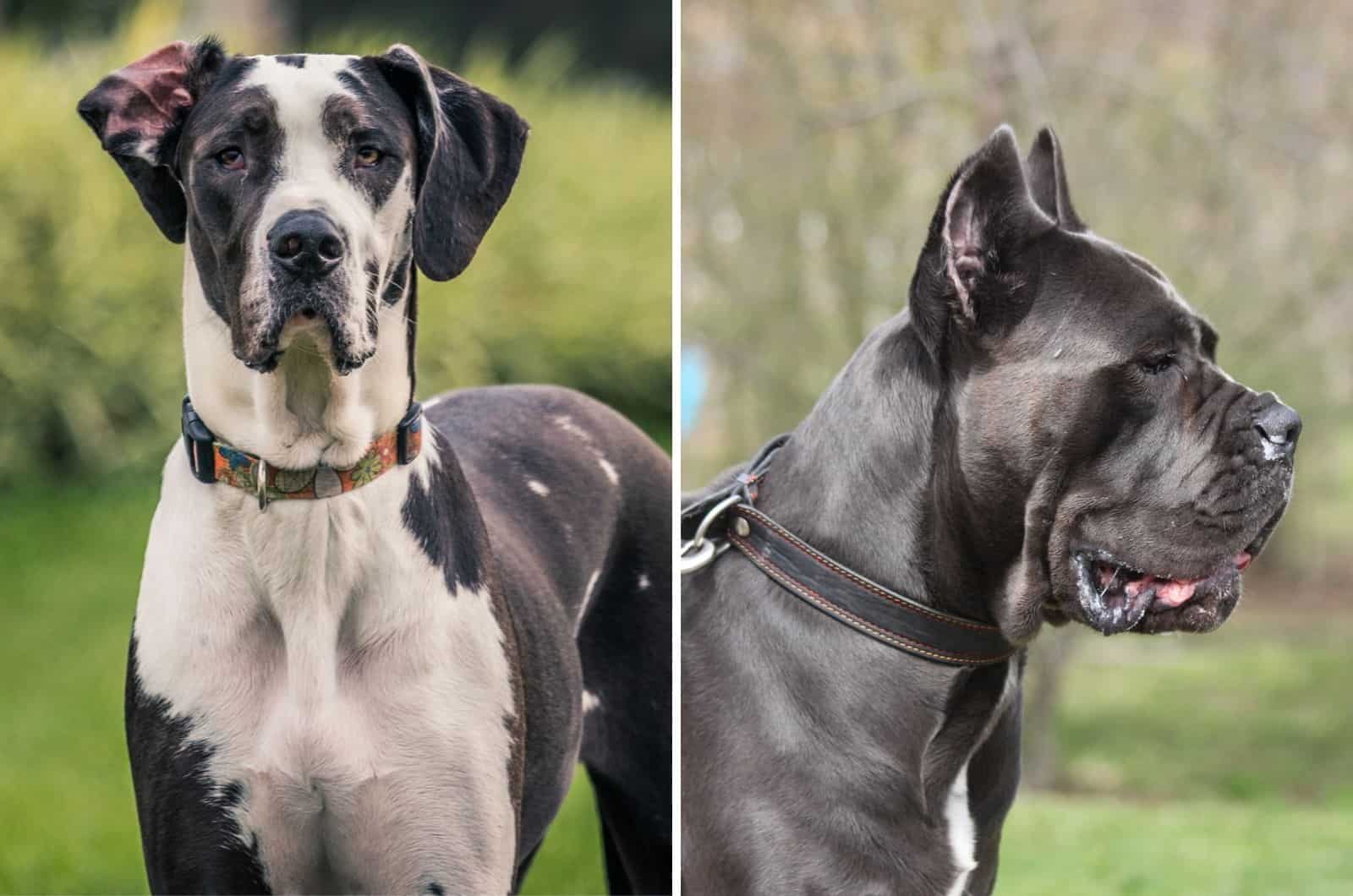 Cane Corso Vs Great Dane: Which One Is A Better Choice?