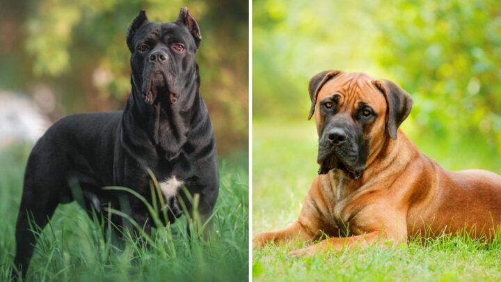 Cane Corso Vs. Boerboel: Which Is The Right Breed For You?