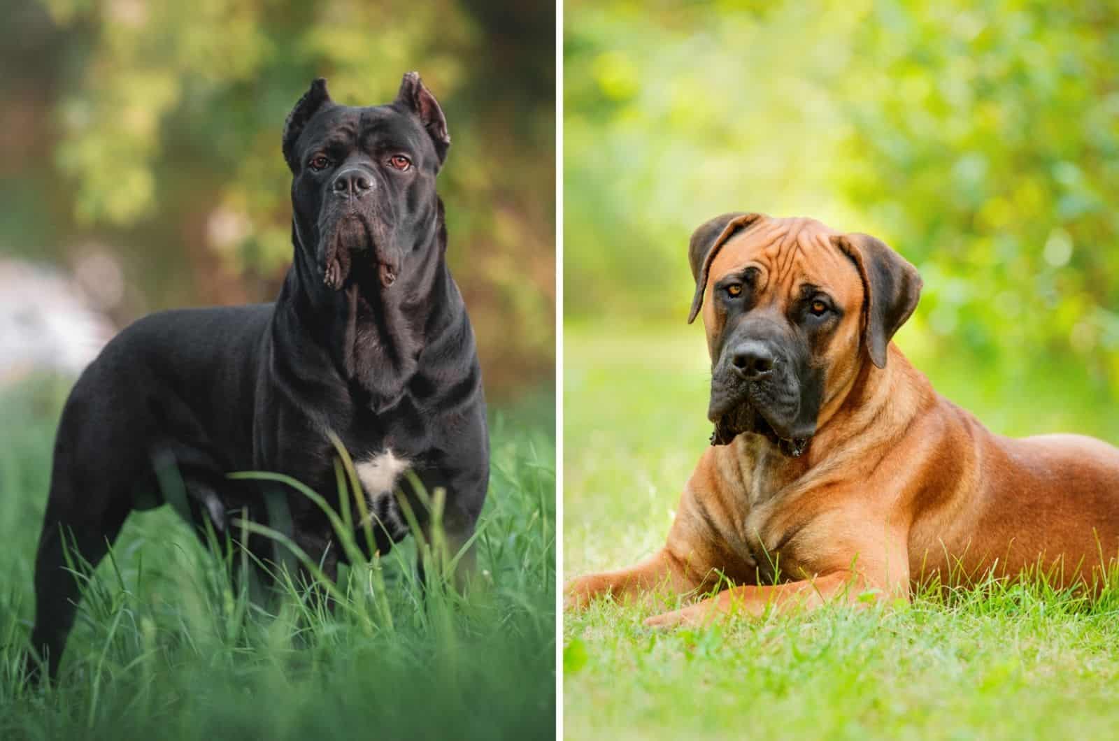 cane corso vs boerboel
