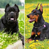 cane corso vs doberman pinscher