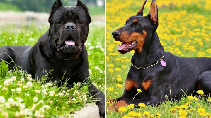 Cane Corso Vs Doberman: The Battle Of The Mighty Paws