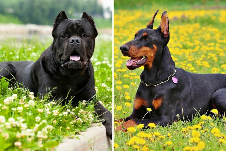 cane corso vs doberman pinscher