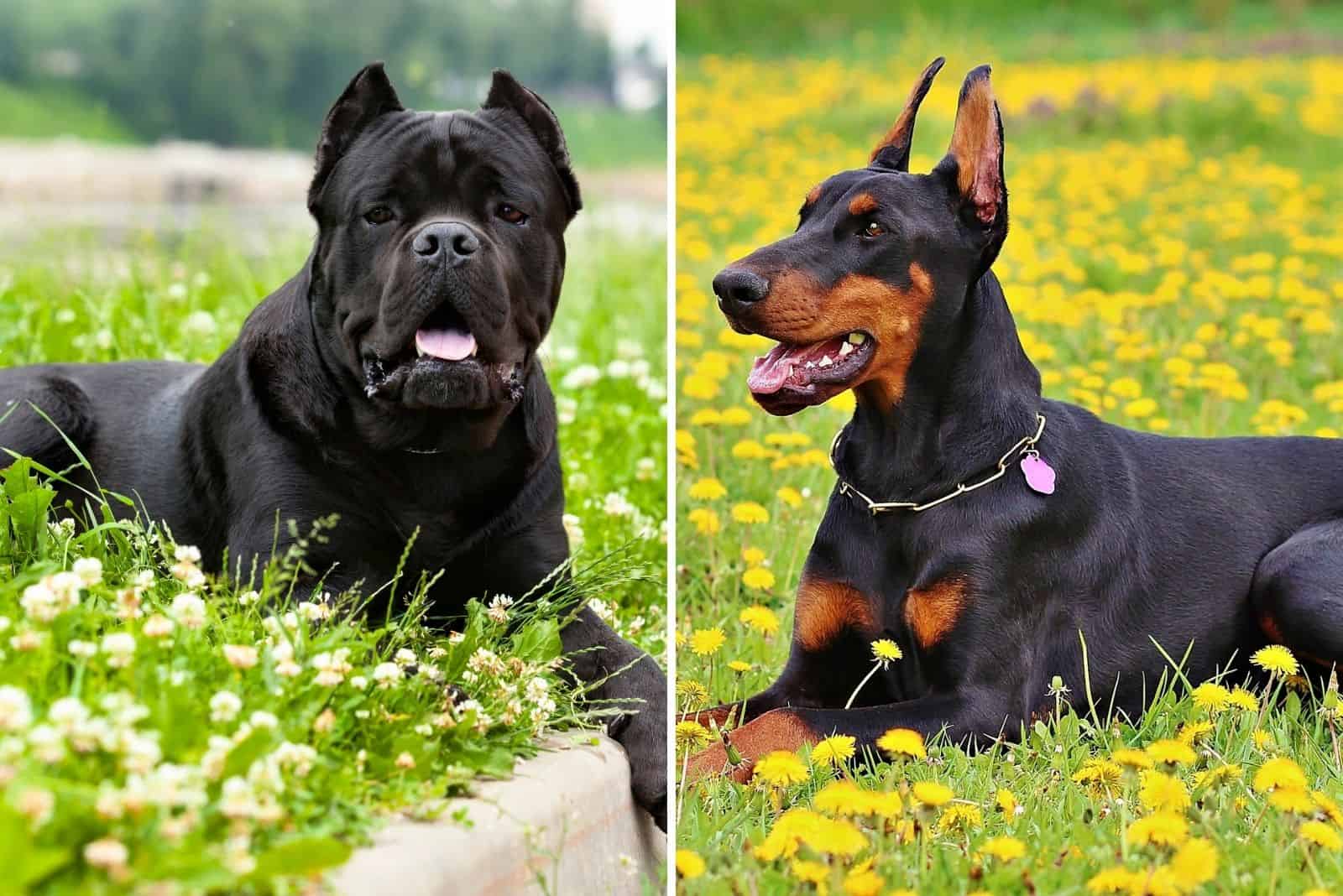 Cane Corso Vs Doberman: The Battle Of The Mighty Paws