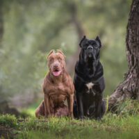 cane corso vs pitbull standing side by side