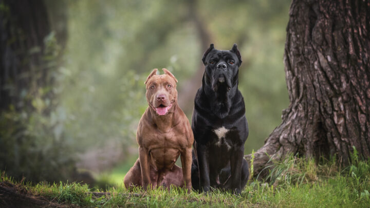 Cane Corso Vs. Pitbull: Which One Is The Best Dog For You?