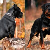 cane corso vs rottweiler side by side comparison