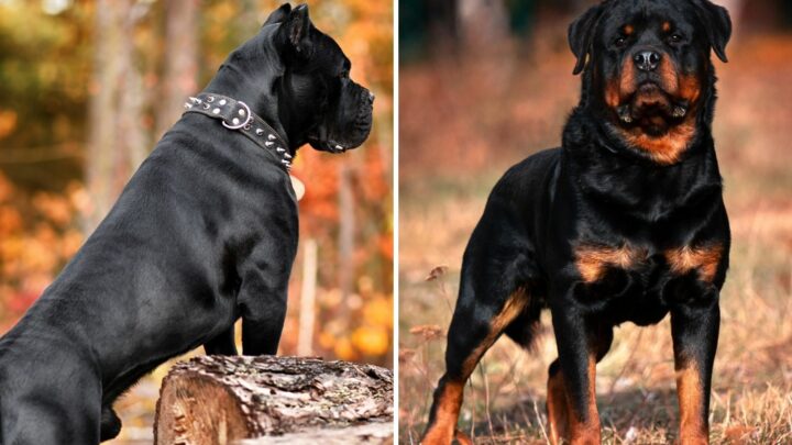 Cane Corso Vs. Rottweiler – Which One Is The Better Guard Dog?