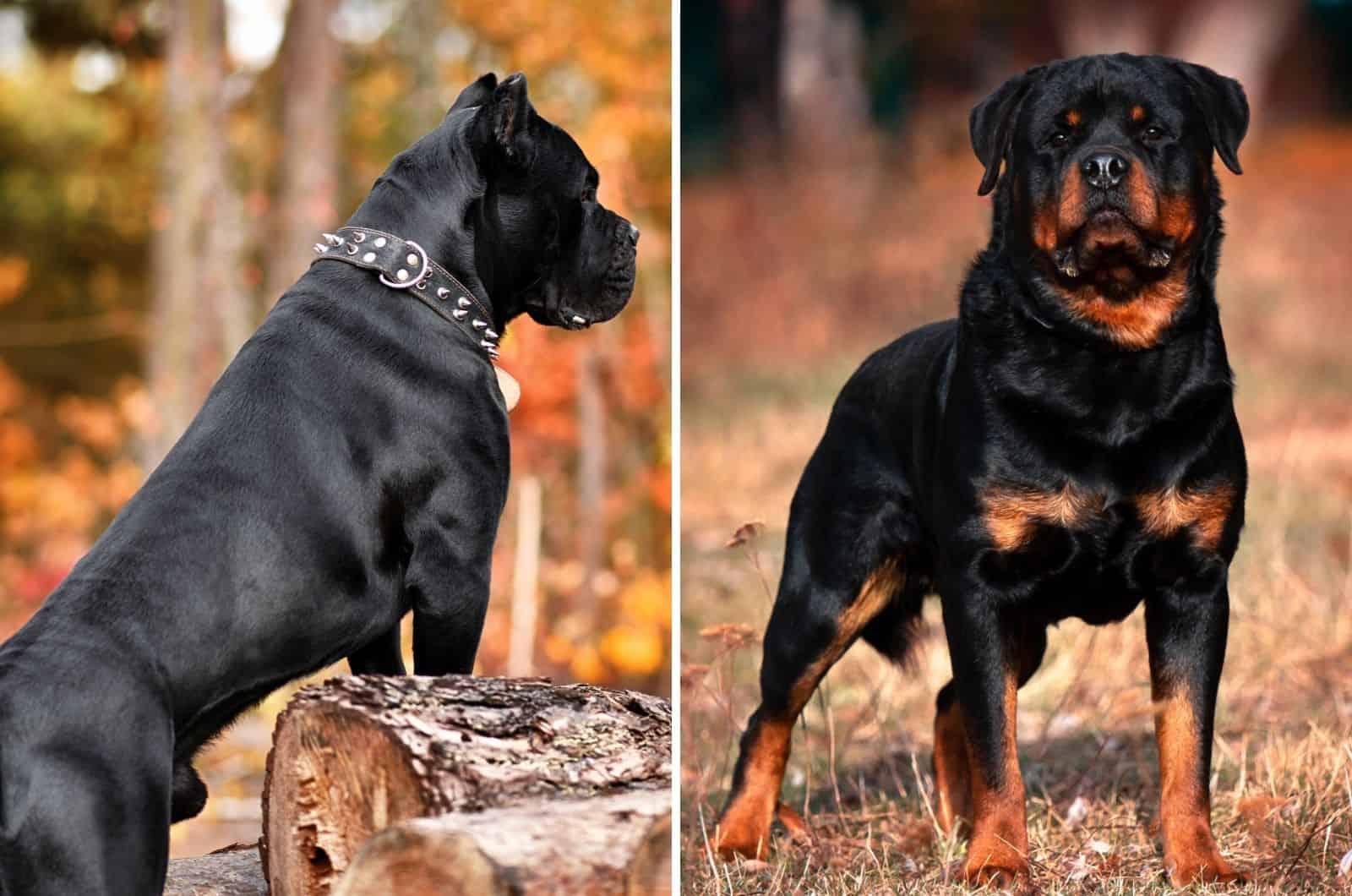cane corso vs rottweiler side by side comparison