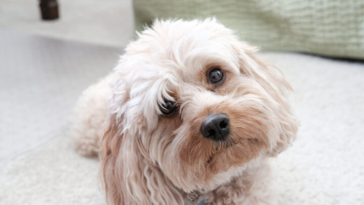 Cavapoo Colors: 11 Coat Colors You’ll Fall For