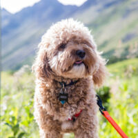 Cavapoo standing outside