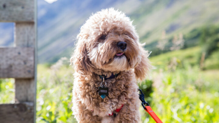 Cavapoo Puppies In Iowa: Top 4 Best Breeders