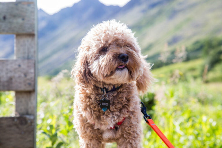 Cavapoo standing outside