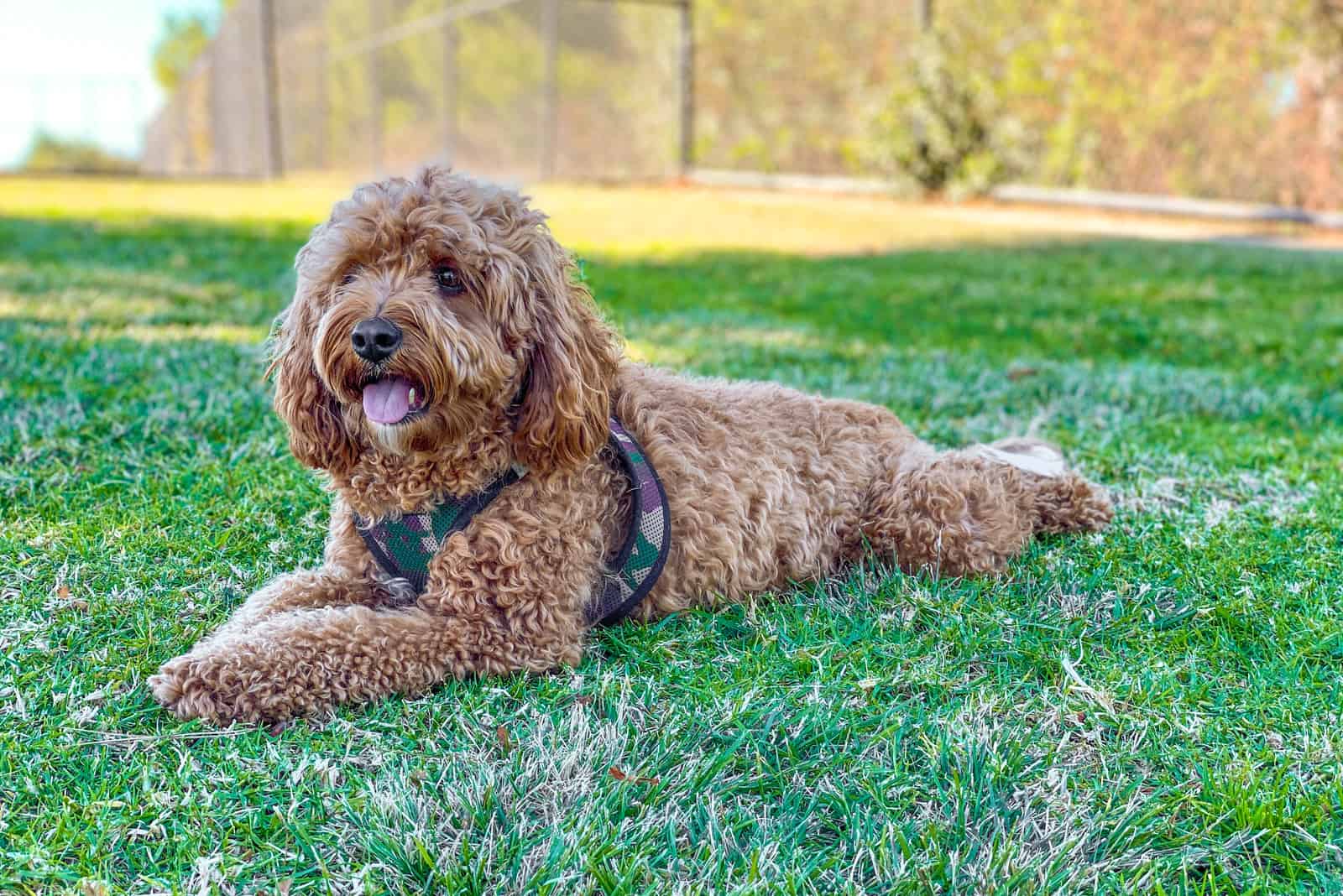 Cavapoo outside on grass looking into distance