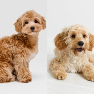 cavapoo vs maltipoo dog breed