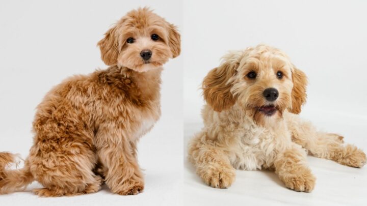 Cavapoo Vs Maltipoo: So Similar, But So Different