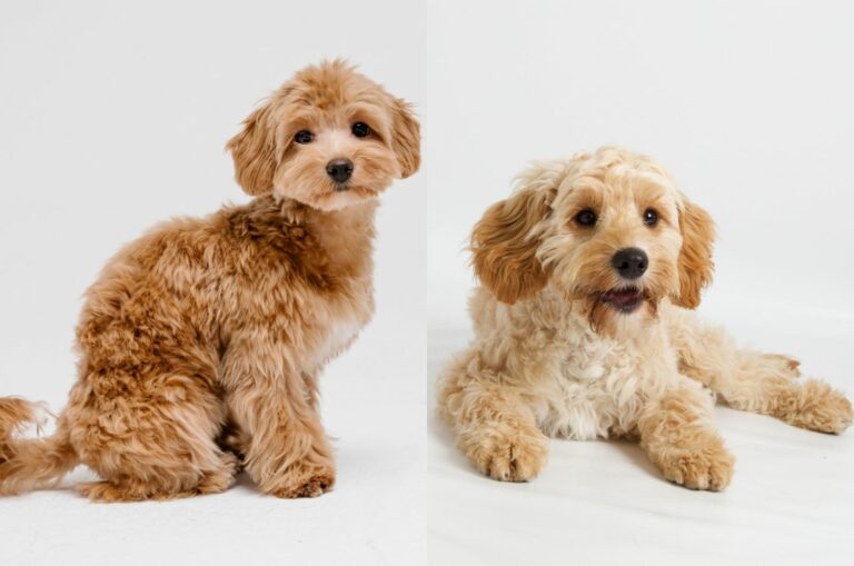cavapoo vs maltipoo dog breed