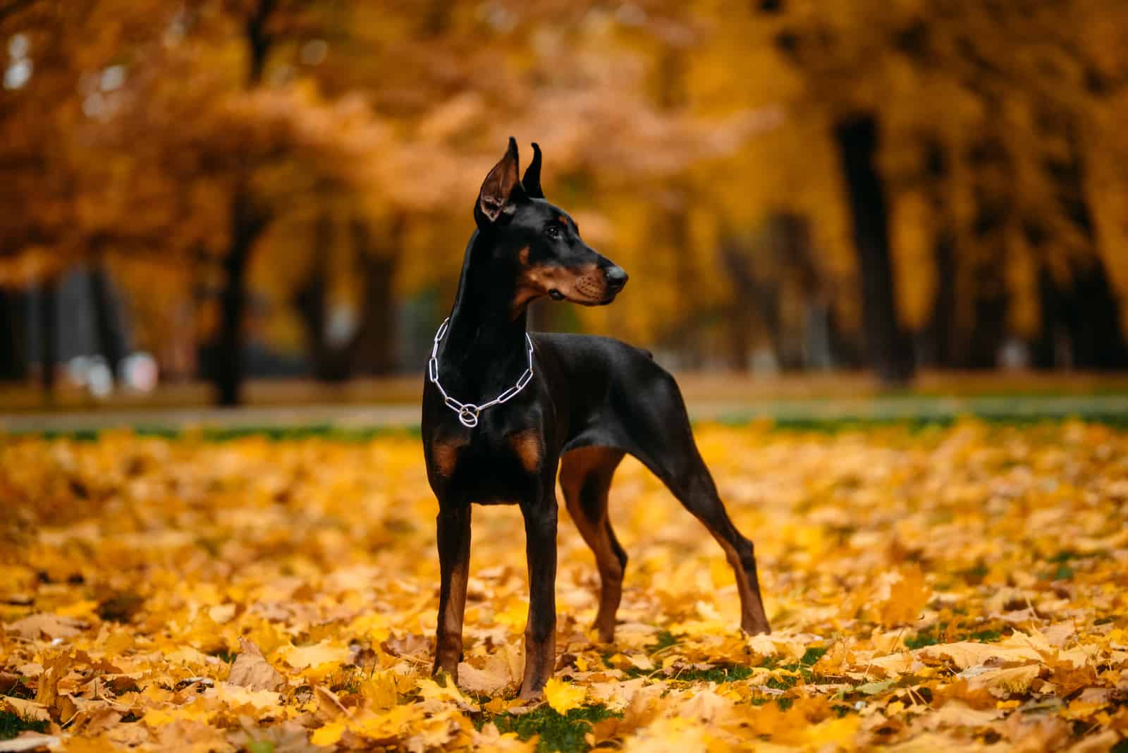 Dobermann standing outside in autumn