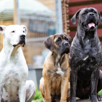 Dogo Argentino and Cane Corso standing outside