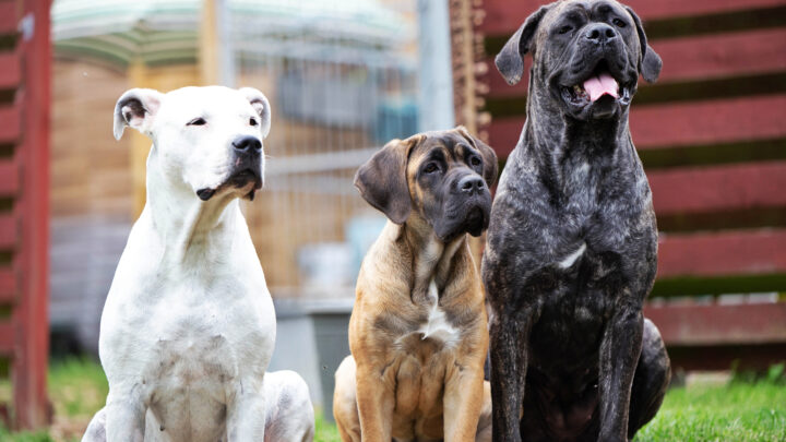 Dogo Argentino Vs. Cane Corso – Who Would Win?