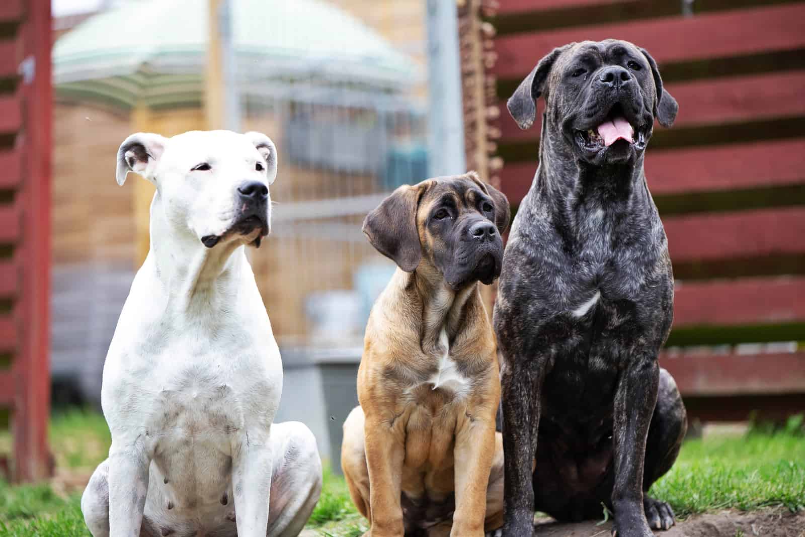 Dogo Argentino and Cane Corso standing outside