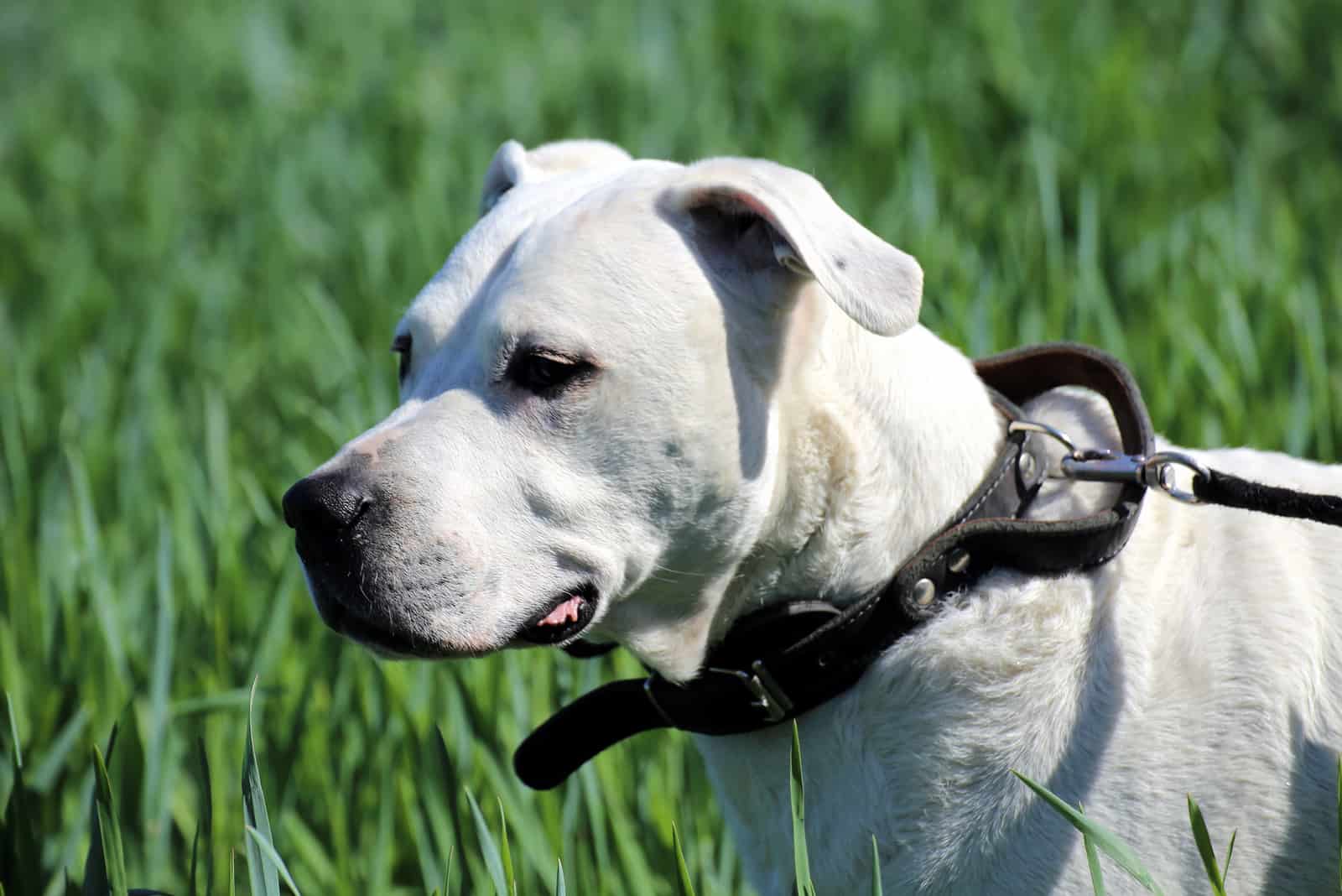 Dogo Argentino standing on grass looking away