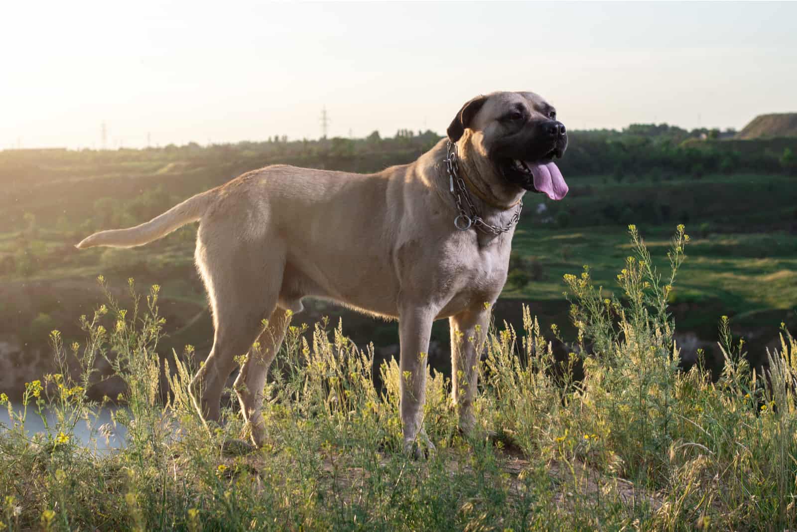 English Mastiff standing outside looking into distance