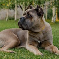 formentino cane corso