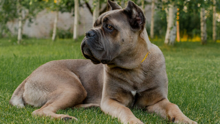 Formentino Cane Corso: What You Need To Know Before Buying