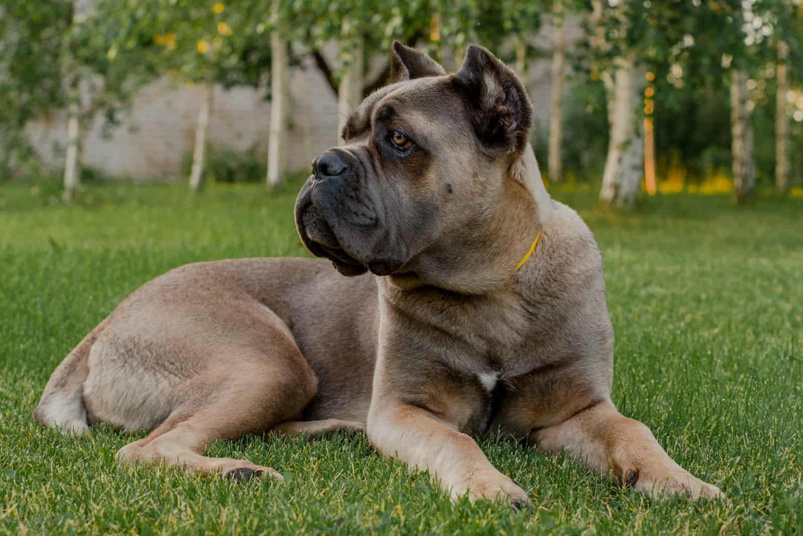 Formentino Cane Corso: What You Need To Know Before Buying