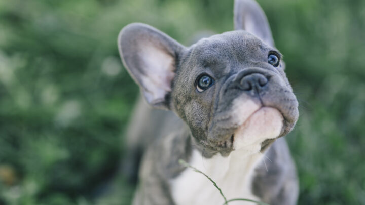 French Bulldog Puppies For Sale – 52 Breeders You Need To Check Out