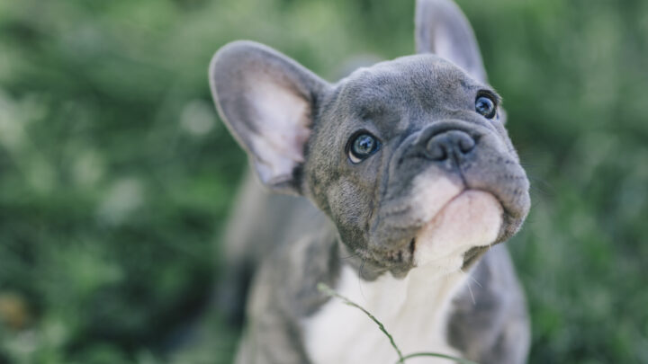 French Bulldog Puppies For Sale: 52 Breeders You Can Trust